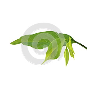 Custard Apple leaf isolated on white background photo