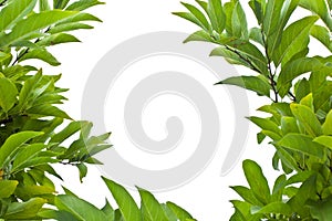 Custard apple leaves photo