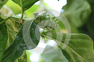 Custard apple or Morinda citrifolia on tree