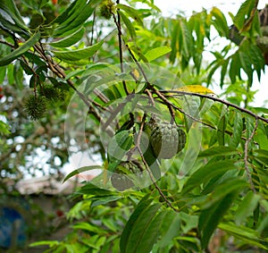 Custard Apple and Rambutan fruits.