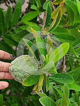 Custard Apple or Sugar apple in hand on the branch of the tree
