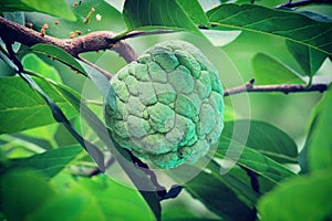 Custard apple Sugar-apple in the tree exclusive photo