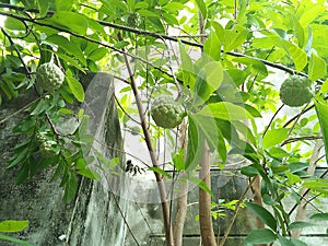 Custard apple tree