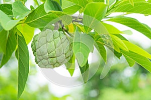 Custard apple on the tree fruit of thailand