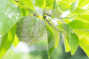 Custard apple on the tree fruit of thailand