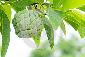 Custard apple on the tree fruit of thailand