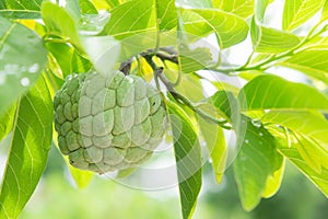 Custard apple on the tree fruit of thailand