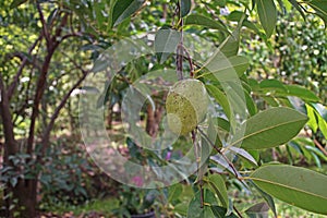 Custard-apple, wild-sweetsop or bullock`s-heart, an evergreen fruit tree