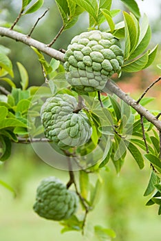 Custard apples photo