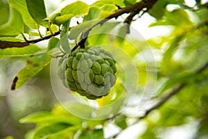 Custard apples or Sugar apples or Annona squamosa Linn. growing on a tree