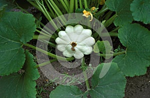 Custard Marrow or Custard Squash, cucurbita pepo, Gourd in the Garden