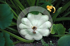 CUSTARD MARROW OR CUSTARD SQUASH cucurbita pepo IN THE KITCHEN GARDEN