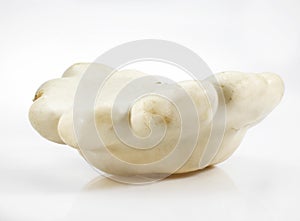 Custard Marrow or Custard Squash, cucurbita pepo, Vegetable against White Background