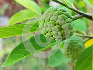 custardapple sugarapple