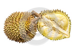 Custardy pale yellow flesh inside spiky husk of durian the popular fruit with strong odour native in Southeast Asia isolated on w