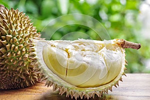 Custardy pale yellow flesh inside spiky husk of durian the popular pungent smell fruit in Southeast Asia on wood table with green