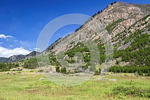 Custer National Forest Green Summer Landscape