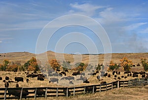 Custer State Park Annual Buffalo Bison Roundup photo