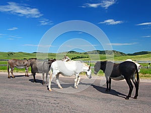 Custer State Park Burros