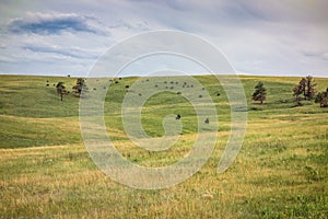 Custer State Park, Custer, SD