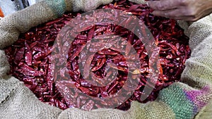 a customer picks up dried red chili peppers at chandni chowk spice market