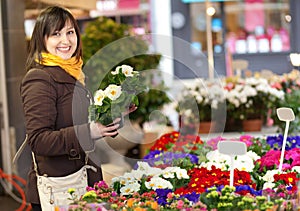 Auswahl Blumen auf der der Markt 