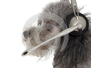 Customer Service Pup