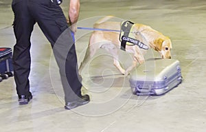 Customs drugs detection dog