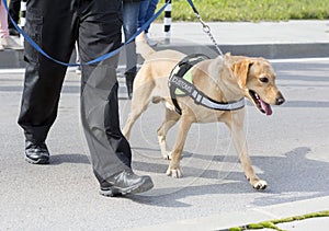 Customs drugs detection dog