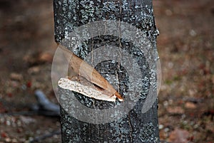 Sliced Notch In Tree Trunk photo