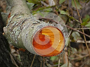 Cut alder tree with annual ring