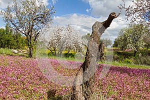 Cut almond tree in a field with purple flowers in spring in Cyprus