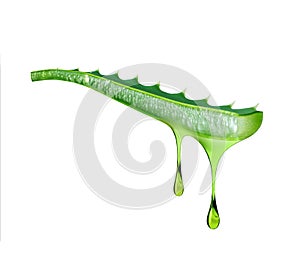 Cut aloe vera stem with drops of juice isolated on white background