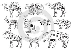 Cut of animal set. Poster Butcher diagram - wild animal. Vintage typographic hand-drawn.