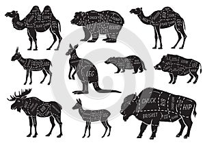 Cut of animal set. Poster Butcher diagram - wild animal. Vintage typographic hand-drawn.