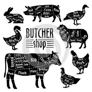 Cut of animals meat, diagram for butcher. Meat cut set