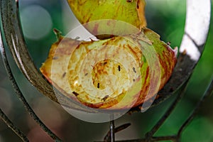 Cut apple with fruit flies on a bird feeder photo