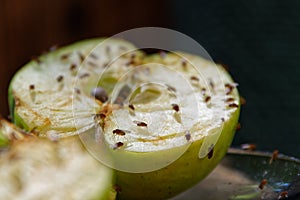 A cut apple has attracted fruit flies to feed on it photo