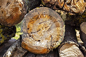 A cut apple tree stump eaten by tree beetles. Freshly cut tree stump.