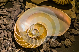 Cut away of a chambered nautilus shell, mother of pearl shell, popular cephalopod