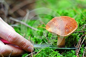 Cut away mushroom