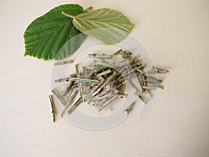 Cut bark and leaves of the witch hazel