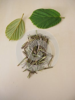 Cut bark and leaves of the witch hazel