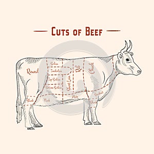 Cut of beef Poster Butcher diagram and scheme - Cow. Vintage typographic hand-drawn. Vector illustration