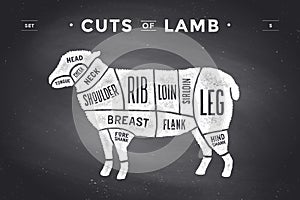 Cut of beef set. Poster Butcher diagram and scheme - Lamb