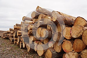 Cut birch wood in Kemijervii Finland