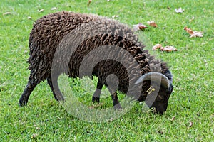 Cut black Ouessant sheep on green grass