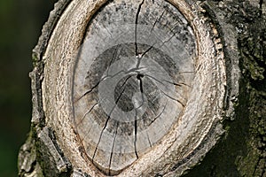 Cut branch - tree grain