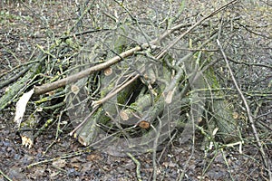 Cut branches of bushes. Cutting bushes. Broken powers