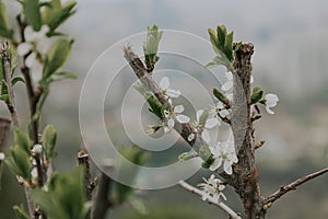 Cut branches of a flowering tree. Small white flowers, green leaves. Caring for gblossom garden plants in spring